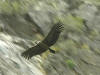 Andeskondor (Vultur gryphus)