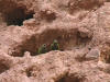Graveparakitt (Cyanoliseus patagonus)