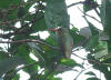 Gyllenkolibri (Hylocharis chrysura)