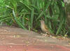 Blekbrysttrost (Turdus leucomelas)