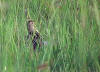Søramerikabekkasin (Gallinago paraguaiae)