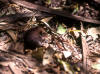 Brown Antechinus, Brun pungspissekorn Antechinus stuartii