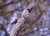 Australian Owlet-nightjar, Australuglesvale Aegotheles cristatus