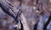 Australian Owlet-nightjar, Australuglesvale Aegotheles cristatus