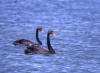 Black Swan, Svartsvane Cygnus atratus