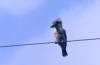 Blue-winged Kookaburra, Larmekokaburra Dacelo leachii