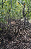 Cairns mangrove