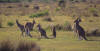 Eastern Grey Kangaroo, Grå kjempekenguru Macropus giganteus