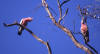 Galah, Rosenkakadu Cacatua (Eolophus) roseicapilla