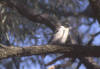 Grey Butcherbird, Gråryggslakterfugl Cracticus torquatus