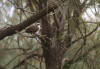 Grey-crowned Babbler, Gråkronelarmtrost Pomatostomus temporalis