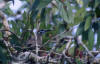Little Friarbird, Småmunkefugl Philemon citreogularis