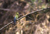 Rainbow Bee-eater, Regnbuebieter Merops ornatus
