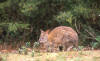 Red-necked Pademelon Thylogale thetis