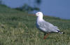 Silver Gull, Australmåke Larus novaehollandiae