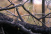 Spotted Quail-thrush, Flekkvakteltrost Cinclosoma punctatum