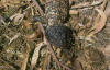 Shingleback Skink (Tiliqua rugosa)