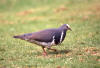 Wonga Pigeon, Wongadue Leucosarcia melanoleuca