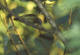 Olivenspett, Piculus rubiginosus
