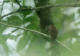 Hvitskjeggdovenfugl, Malacoptila panamensis