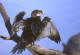 Orientdvergskarv, Phalacrocorax niger