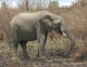 Afrikansk elefant, Loxodonta africana