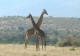 Sjiraff, Giraffa camelopardalis
