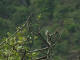 Hvithodeskjeggfugl, Lybius leucocephalus