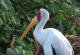 Gulnebbstork, Mycteria ibis