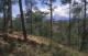Pine forest near Lijang