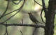 Sibirpiplerke, Anthus hodgsoni