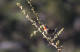 Rubinstrupe, Luscinia calliope