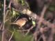 Brunsanger (Phylloscopus fuscatus)