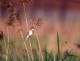 Orienttrostesanger (Acrocephalus orientalis)