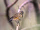 Blåstjert (Tarsiger cyanurus)