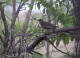 Gulltrost (Zoothera dauma)