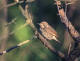 Hvitstrupesteintrost (Monticola gularis)