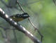 Gulbukmeis (Pardaliparus venustulus)