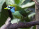 Flerfargeskjeggfugl, Eubucco versicolor