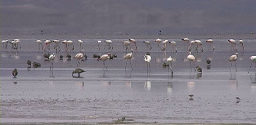 Andesflamingo (Andean Flamingo); Lago Pozuelos