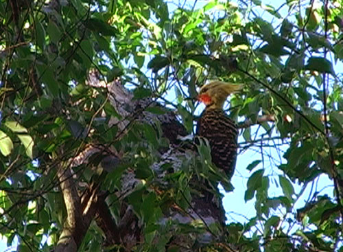 Blondinespett (Blond-crested Woodpecker); Uruguai Prov. Park