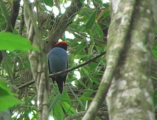 Blåmanakin (Blue Manakin); Iguazú NP