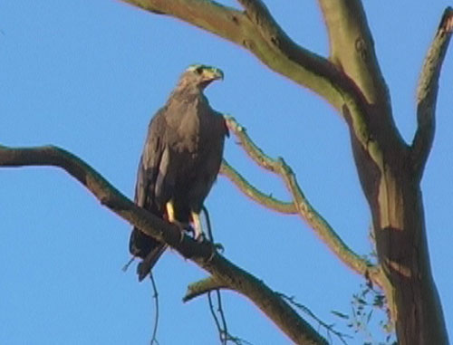 Toppvåk (Crowned Eagle); Ibera marshes