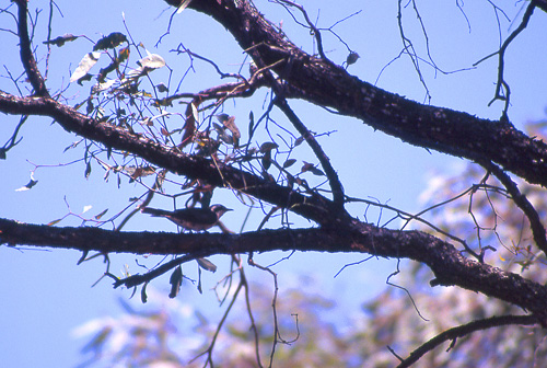 Black-eared Cuckoo, Svartøregjøk Chrysococcyx osculans