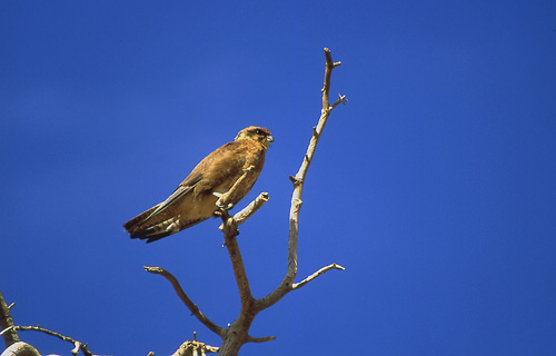 Brown Falcon, Brunfalk Falco berigora