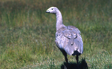 Hønsegås (Cape Barren Goose)