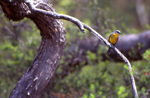 Eastern Yellow Robin, Gulbrystflueskvett Eopsaltria australis