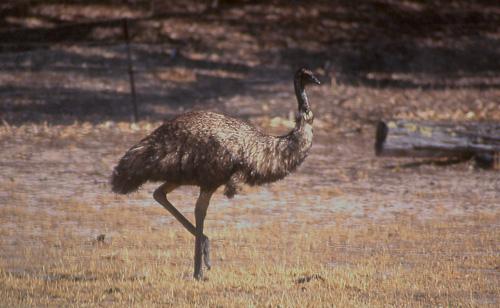Emu, Emu Dromaius  novaehollandiae
