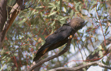 Brunkakadu (Glossy Black-Cockatoo)