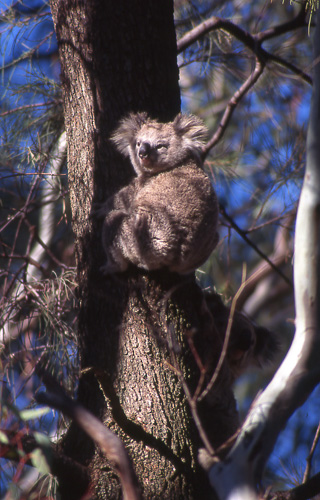 Koala, Koala Phascolarctos cinereus